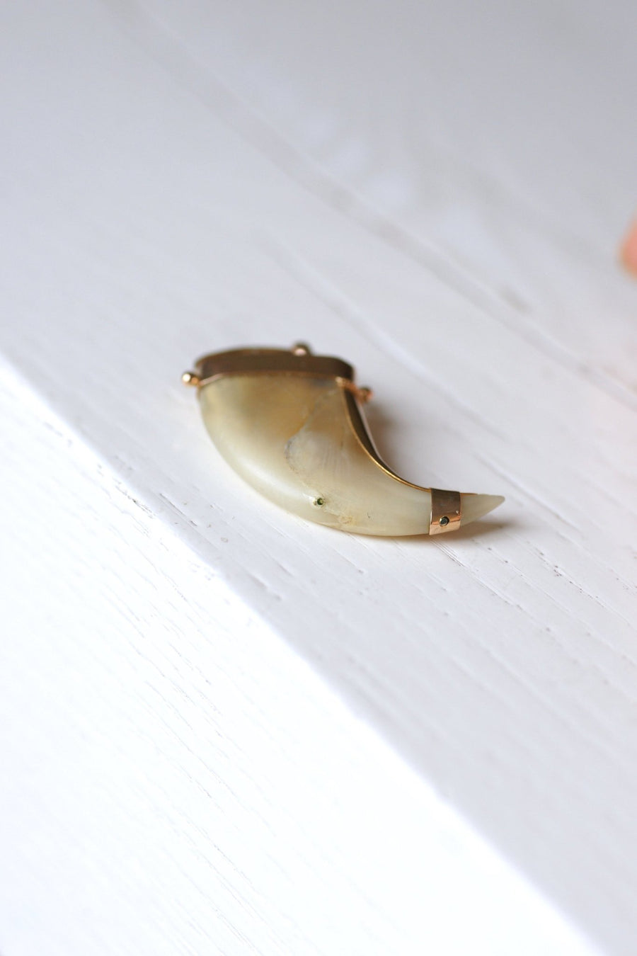 Pendant Victorian Tiger Claw on 14Kt Rose Gold, 19th Century