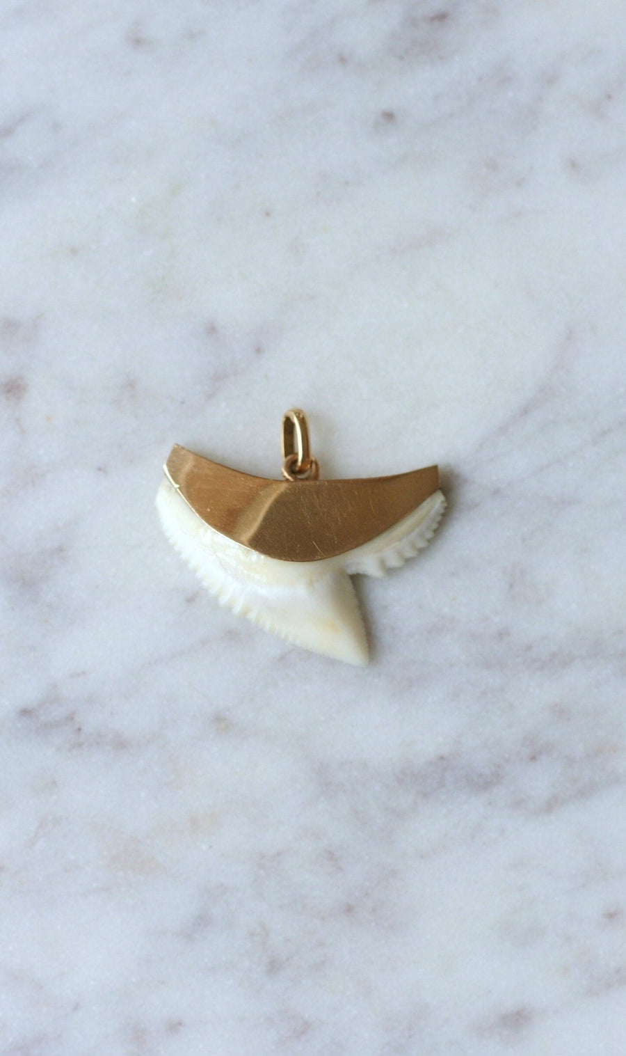 Vintage shark tooth pendant on gold - Penelope Gallery